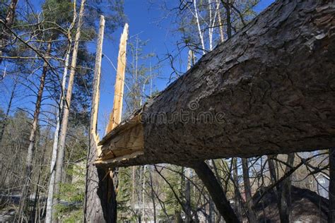 Broken Pine Tree In The Forest After A Storm Stock Image Image Of
