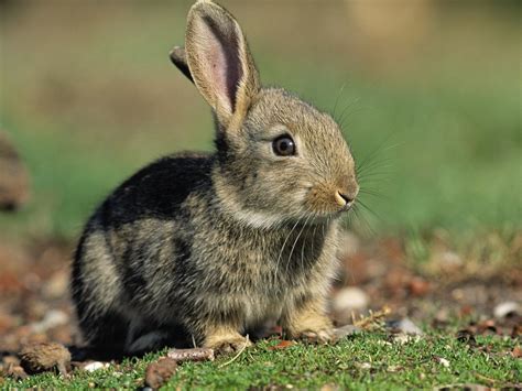 The european rabbit is an herbivore that eats a wide variety of herbage, grasses, winter wheat, blackberries, and in the winter will even feed on tree bark. European rabbit | Fun Animals Wiki, Videos, Pictures, Stories