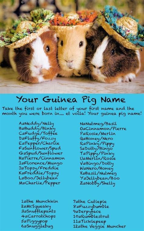 Emma Barnes Whats Your Guinea Pig Name I Made This