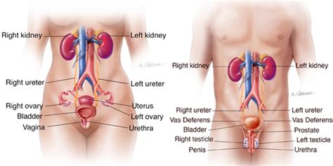 Urethral Diverticulum Symptoms Diagnosis And Treatment Urology Care