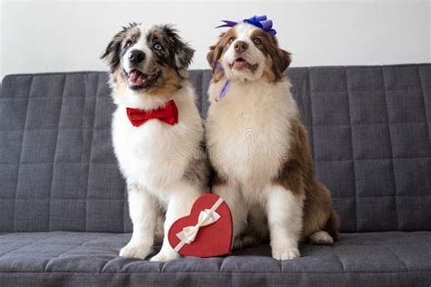 Two Australian Shepherd Puppy Dog On Couch With With Heart Box