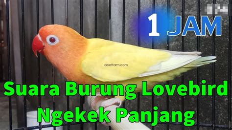 We did not find results for: TERBARU PALING GACOR 1 JAM !! Suara Burung Lovebird Ngekek ...