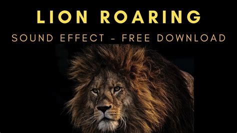 Lion Roaring Sound Effect Free Download Youtube