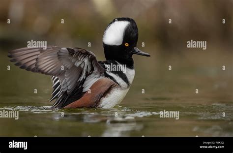 Male Hooded Merganser Drake Stock Photo Alamy