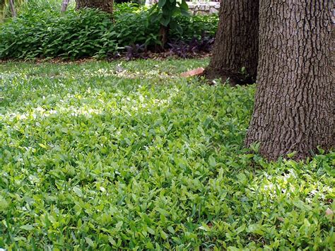 Ground Cover That Grows Under Oak Trees Ground Cover Is Best