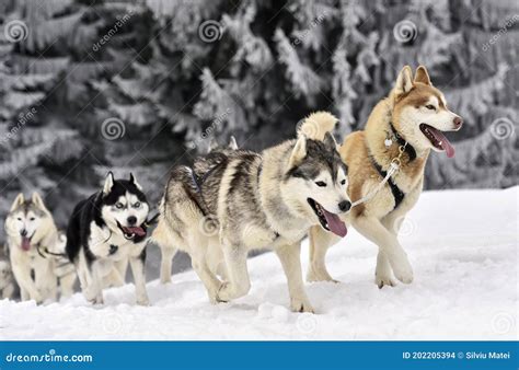 Are Sled Dogs Huskies