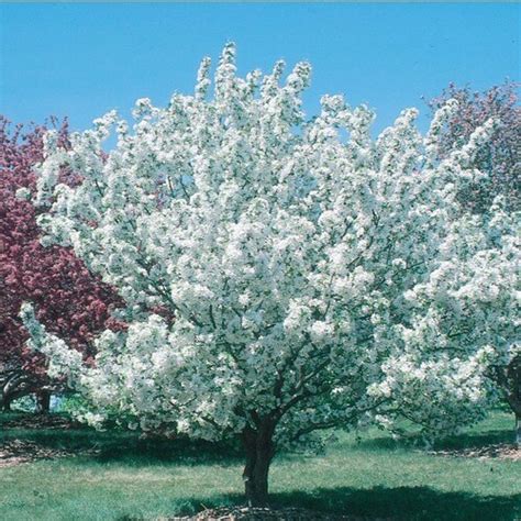 364 Gallon White Crabapple Donald Wyman Flowering Tree In Pot With