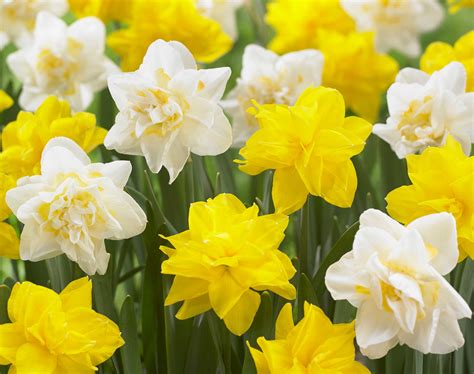 Discover The Beauty Of Double Daffodils Longfield Gardens