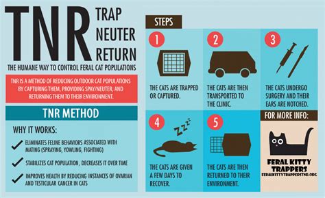 About Tnr Feral Kitty Trappers Tnr