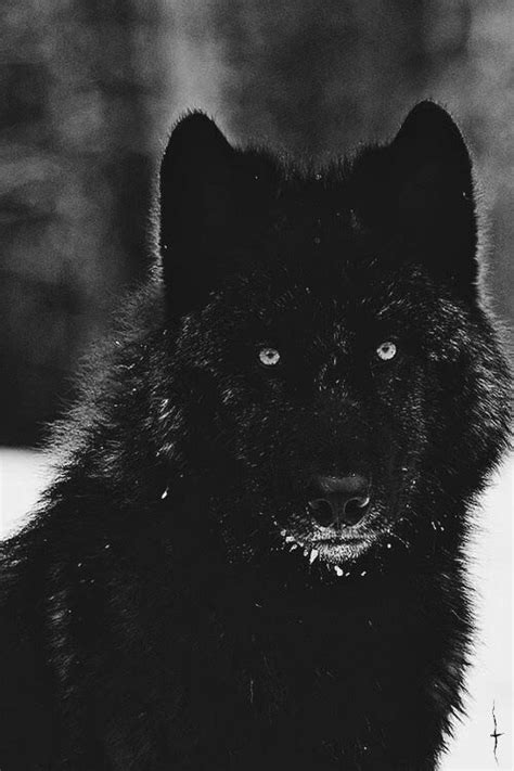 Pin By Mario Salazar On Lobo Black Wolf Wolf Dog Wolf Photography
