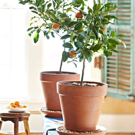 Maybe you would like to learn more about one of these? Allow dwarf fruit trees in pots and tubs grow on the ...