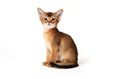 Ruddy Abyssinian Cat I Had One Cuddles Was Her Name So Sweet With