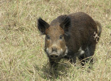 Find out which goods or services are liable to sst, when to register and how to pay sst. East Texas Wild Pig Seminar April 20, 2018 in Overton, TX ...