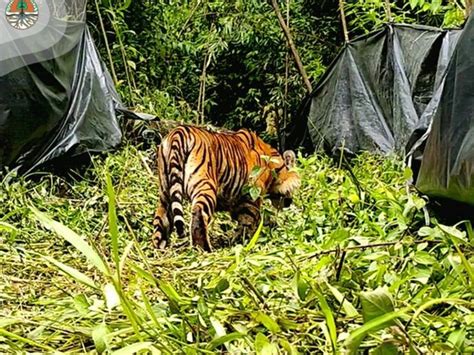 Bksda Sumbar Lepasliarkan Sepasang Harimau Sumatra Tagar