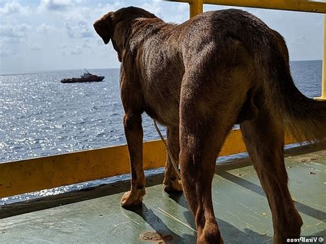 Us News Dog Is Rescued After Its Found Swimming 135 Miles Out At Sea