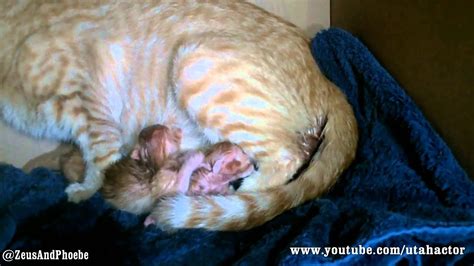 Cat Gives Birth To 7 Kittens Youtube
