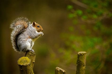 500 Squirrel Pictures Download Free Images On Unsplash