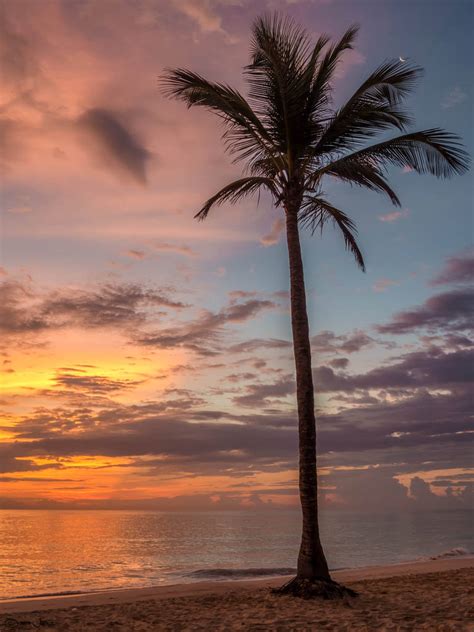 Palm Tree Beside The Sea Shore During Sunset Goldposter Free Stock Photos