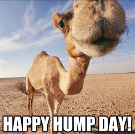 Happy Hump Day