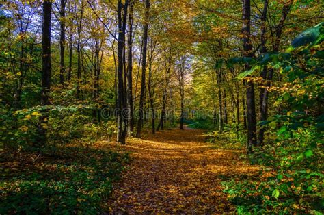 Autumn Forest Nature Colorful Forest With Sun Rays Stock Photo Image