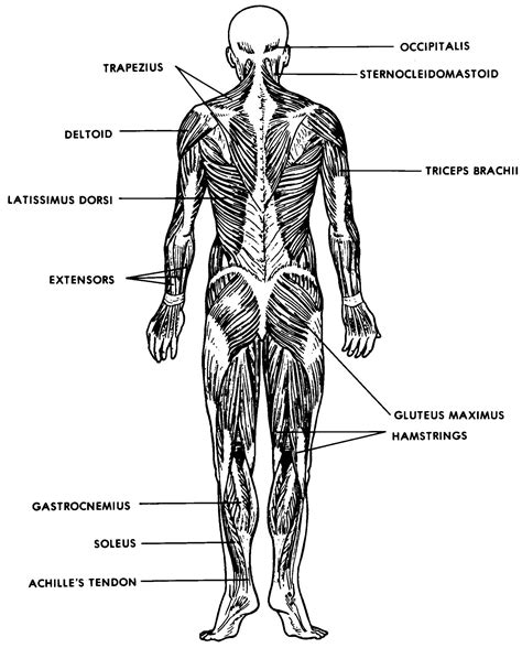 Human Muscular Skeletal System Anatomy Anterior Posterior Educational