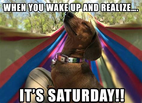 Pin By Soumoeu On Saturday Memes ♡ Saturday Memes Funny Animal