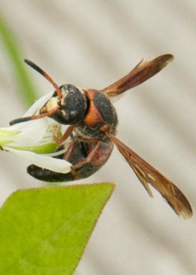 Orange And Black Wasp Or Hornet Pachodynerus Erynnis Bugguidenet