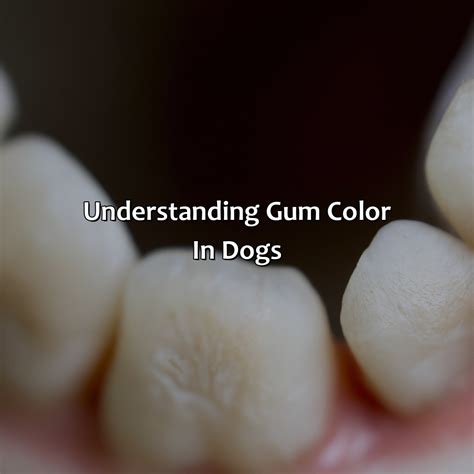 What Color Should My Dogs Gums Be