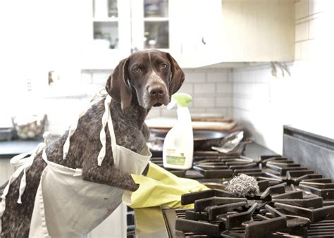 Cleaning Products Dog Friendly Cleaning Products