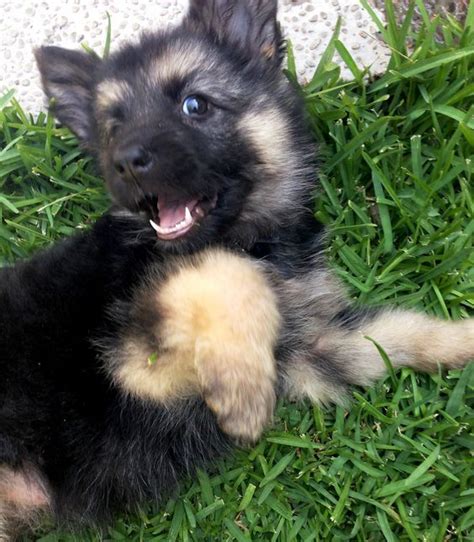 Our completely healthy female german shepherds puppies are a total delight. baby german shepherd for free | shepherds puppys cute ...