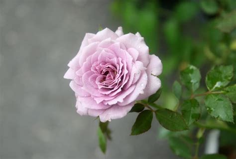 Purple Rose Stock Photo Image Of Arrangement Botanical 46478666