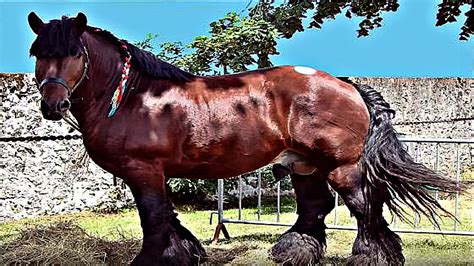 Ten Of The Tallest And Heaviest Horses In The World Horse Spirit