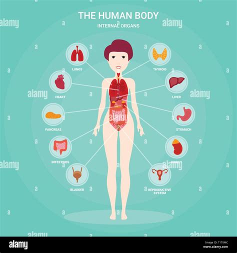 Human Anatomy Infographic Elements With Set Of Internal Organs Isolated