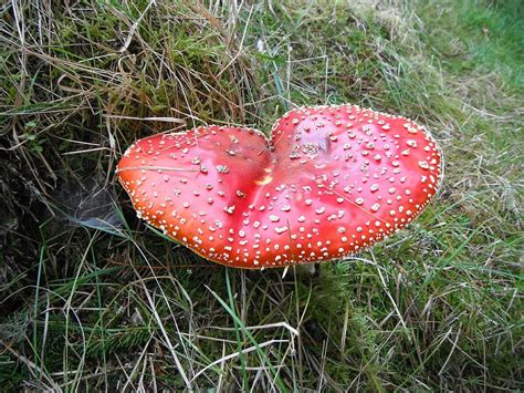 Hd Wallpaper Fly Agaric Mushroom Red Poisonous Fungi Toadstools