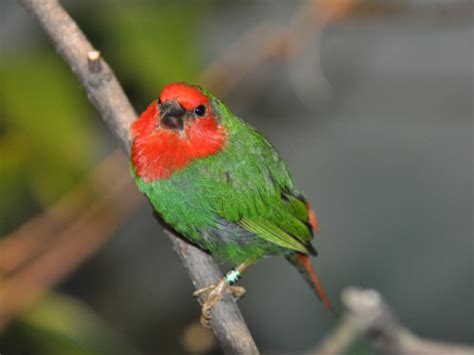 Erythrura Psittacea Red Throated Parrot Finch In Prospect Park