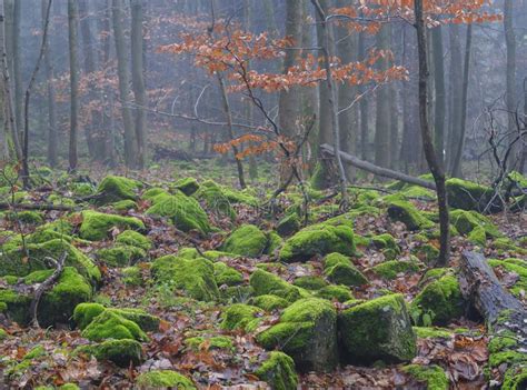 Autumn Beech Tree Forest With Boulders Stones Covered By Lush Gr Stock