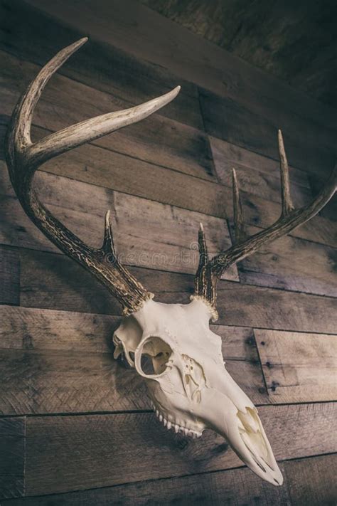 Whitetail Deer Buck European Mount Skull Stock Photo Image Of Head