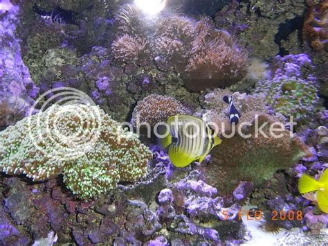 Oceanic 144g Half Circle Anyone Reef Central Online Community