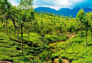 How To Experience Thekkady In Kerala Things To Do In Thekkady