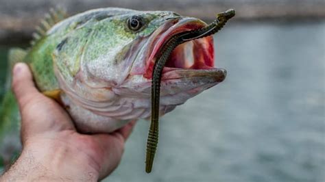 Señuelo Texas Rig Para La Pesca Del Black Bass