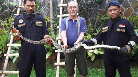 Memang sulit mencegah agar tikus nggak berkeliaran di dalam rumah, tapi kamu bisa mengupayakannya dengan menjaga rumah tetap bersih, menutup lubang dan memasang pagar juga jadi salah satu cara untuk mencegah ular masuk ke dalam rumah, terutama kalau kamu punya. Musim Hujan, Ular Cari Tempat Lembab, Ini Penyebab Ular ...