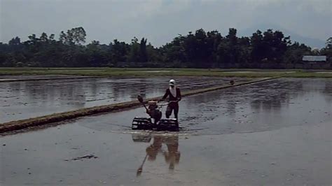 Small Power Tiller While Harrowing In A Farmer S Rice Fields Youtube