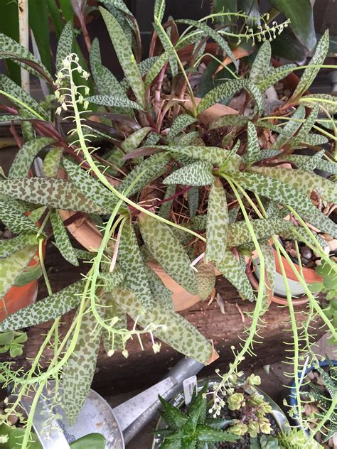Ledebouria socialis growing herbaceous geophyte succulent of the genus ledebouria also known as silver squill, ledebouria socialis perennial evergreen used as ornamental drought tolerant plant. Ledebouria Socialis Leopard Lily (With images) | Plants ...