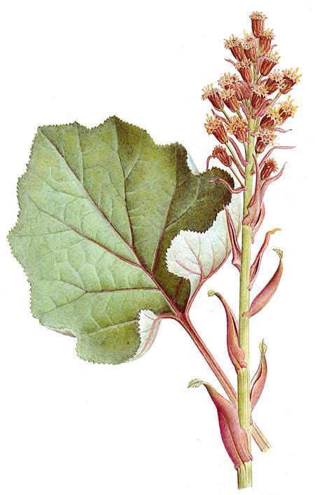 Legepestrot Petasites Hybridus Peta Ambient Herbalism Herbs