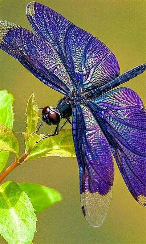 Pin By Sulma Duran On Purple Dragonfly Photos Beautiful Bugs