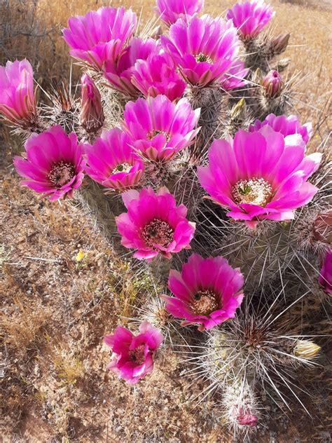 Cactus Flowers Buy Flowers Cactus Plants Desert Plants Garden