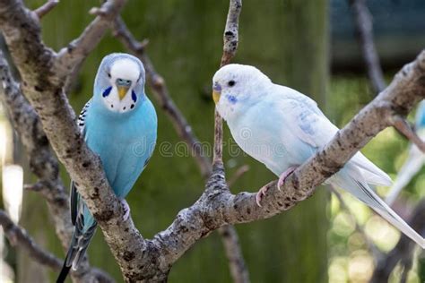 1283 Budgies Stock Photos Free And Royalty Free Stock Photos From