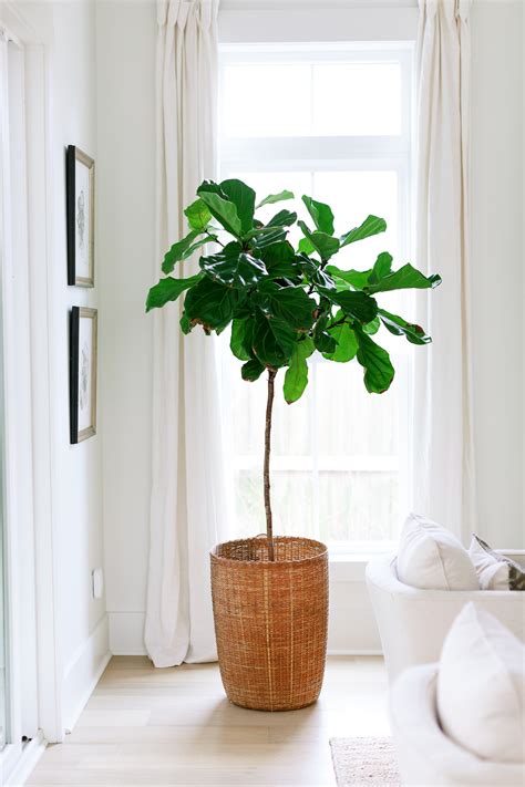 The Best Indoor Trees For Your Home