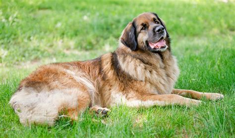 Leonberger Dog Breed Information Vetstreet Vetstreet
