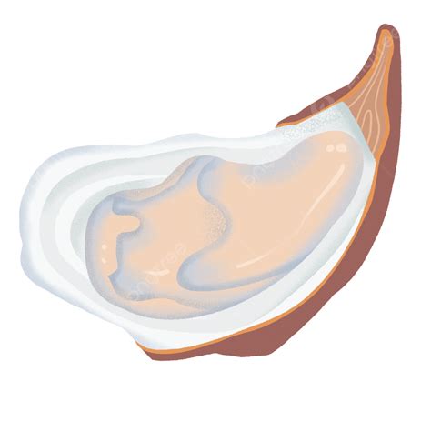 Oysters Clipart Transparent Background Delicious Open Oyster Clipart